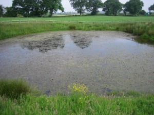 newt pond