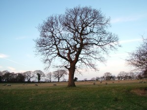 winter oak tree